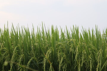 green grass of the sky