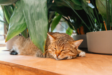 Aspidistra elatior plant and sleeping cat for concepts of comfort, calm and nature-loving lifestyle