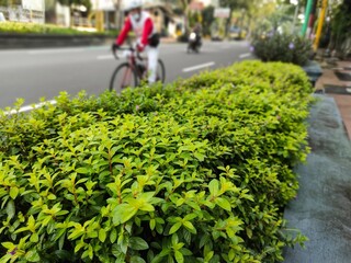 Urban cyclist on city street with green roadside hedge in foreground