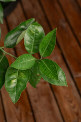 Citrus aurantium bitter orange leaves  for concepts of aromatic plant, gardening and tropical design