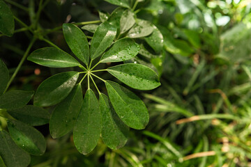 Schefflera arboricola leaf cluster in greenhouse for concepts of air purification, ornamental...