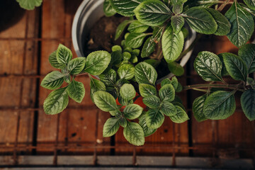 Plectranthus verticillatus (swedish ivy) in pot for concepts of herbal decor and homely greenery