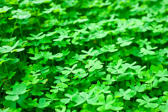 A full frame of lush wild sorrel