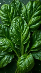 Fototapeta premium Vibrant Fresh Spinach Leaves with Water Droplets, High Detail Top View