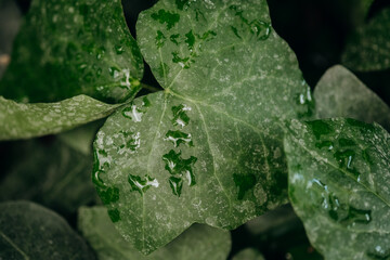 Ivy leaf with water droplets macro for concepts of hydration, freshness and plant texture
