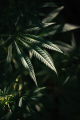 plant leave is fields and meadows hemp	