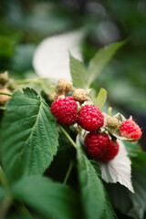 ripe raspberries in the garden on a bush close-up