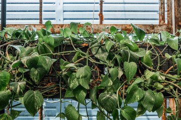 Scindapsus pictus climbing plant close-up for concepts of wild growth and houseplant texture