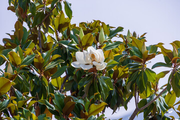 Southern magnolia Magnolia grandiflora flower Corsica Sagone 12 June 2025
