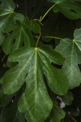 Ficus carica fig tree foliage cluster for concepts of natural shading, edible plants and healthy...