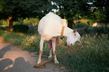 Agriculture. goats graze in the meadow