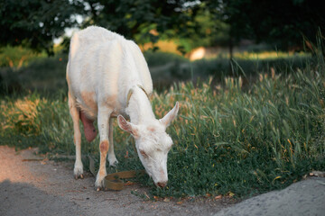 Agriculture. goats graze in the meadow