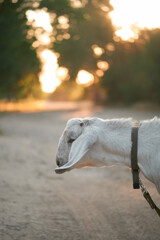 Agriculture. goats graze in the meadow