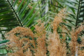 Pampas grass close-up with green palm leaves for concept of tropical contrast and modern botanical...