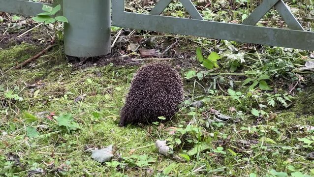 A hedgehog is looking for food in the grass.