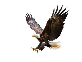 Fototapeta premium Stylized Bald Eagle in Flight Surrounded by Faint Fireworks , Isolated to Transparent Background