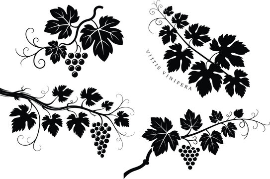 Grape Vine Silhouette Bundle, Vitis Vinifera Leaves and Fruit Clipart Set.

