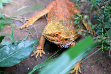 Bearded dragon lizard on Natural Habitat ,Close up image of Inland Bearded Dragon (Pogona...