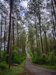 Obraz premium road in the forest