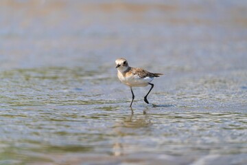 Bird wading through shallow water.