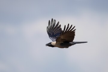 Crow in Mid-Flight Against Cloudy Sky