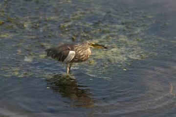Heron with Fish in Shallow Water