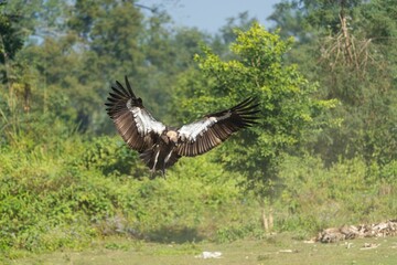 Majestic vulture soaring over lush landscape.