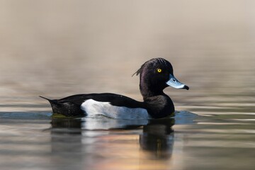 Close-up of a Tufted Duck Swimming