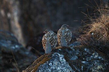 Birds Perched on Rocky Surface