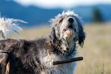 Shepherd Dog in Romanian Mountains with Protective Collar and Stick.. Captured in natural...