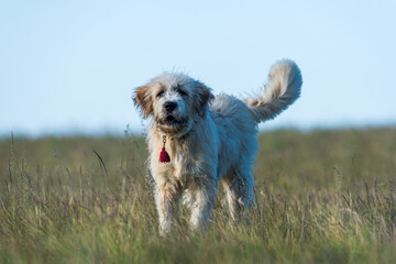 Shepherd Dog in Romanian Mountains with Protective Collar and Stick.. Captured in natural surroundings with blurred mountain backdrop.