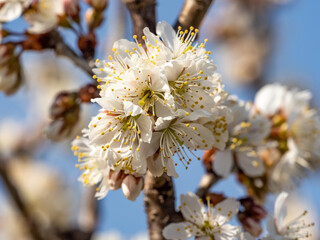 White cherry blossoms in small Japanese park 3