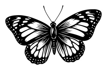 elegant butterfly with detailed wings vector
