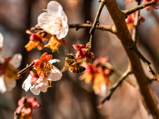 Dying white cherry blossoms 3