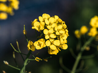 Bright yellow mustard flowers in Fukuoka 1