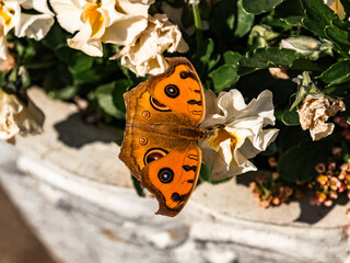 Oriental Peacock Pansy Butterfly on flowers 1