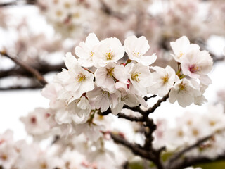 White cherry blossoms in small Japanese park 9