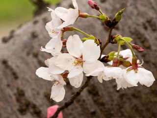 White cherry blossoms in small Japanese park 10