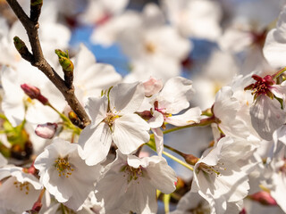 White cherry blossoms in small Japanese park 12