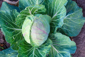 Obraz premium Young cabbage grows in a garden bed, showcasing juicy green leaves with purple veins. The top-down shot reveals the vegetable's texture and freshness, symbolizing a bountiful harvest.