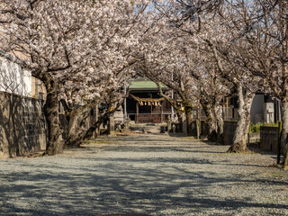 Cherry Trees bloom in front of a shrine 2