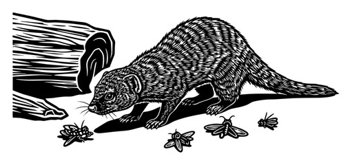 Mongoose hunting insects near log – black and white wildlife vector