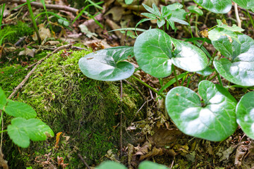 Broad leaves of asarabacca and dense moss cover the forest floor, creating a variety of textures...
