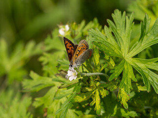 small copper butterfly on small wildflower