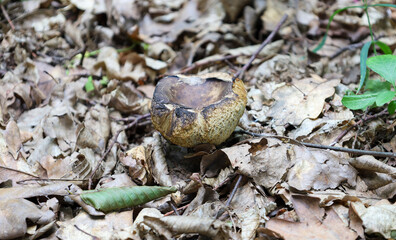 A solitary mushroom with a brown cap and stem grows through a layer of dry autumn leaves. Its...