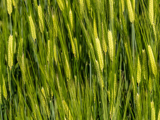 Looking across a Japanese barley field 2