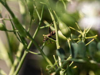 small bean bug among the wild bean stalks
