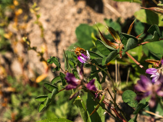 small honey bee on wildflowers 3