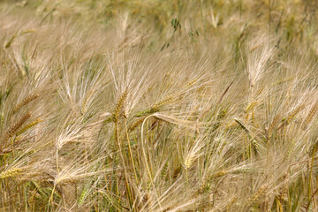 A dense field of ripe golden barley, ready for harvest, showcases the richness of Ukrainian nature...
