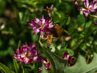 small honey bee on wildflowers 5